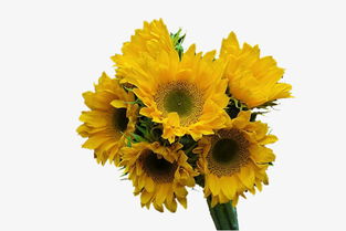 新鮮向日葵花朵高清素材免費(fèi)下載 千庫(kù)網(wǎng)圖片編號(hào)5044136