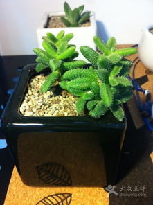 花卉之美——小娜鮮花精品的視覺(jué)盛宴