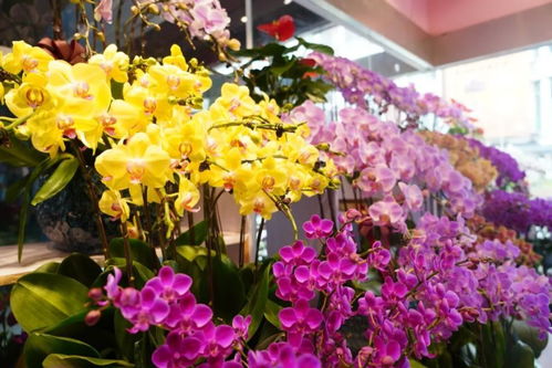 閔行兩大花卉市場(chǎng) 高端平價(jià)款花植與鮮果一站式體驗(yàn)