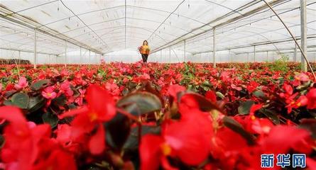 江蘇海安 以科技創(chuàng)新領(lǐng)跑現(xiàn)代農(nóng)業(yè)，水果產(chǎn)業(yè)邁向智慧化