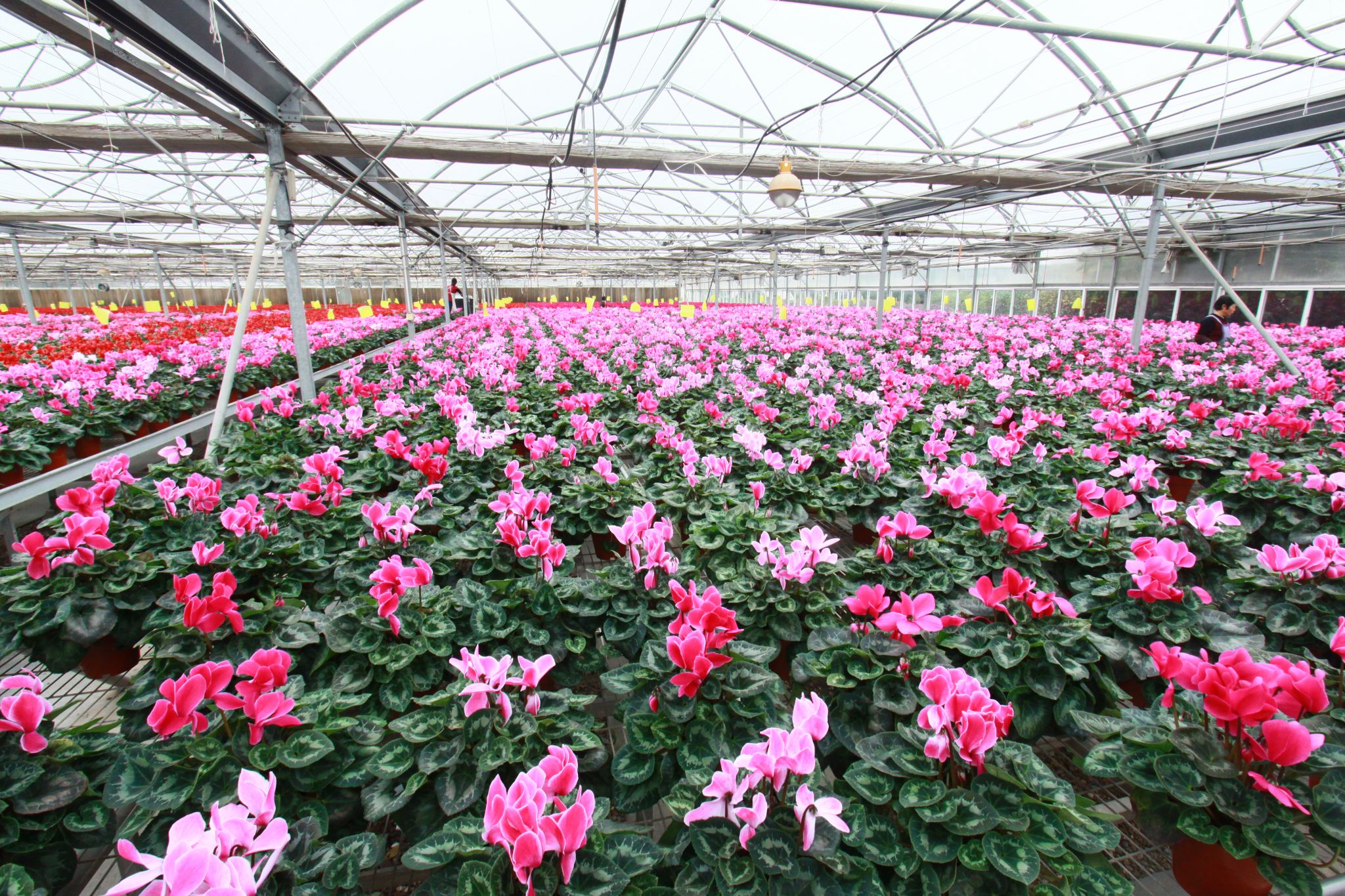 科技賦能仙客來(lái)綻放“花樣經(jīng)濟(jì)”，水果產(chǎn)業(yè)迎來(lái)新機(jī)遇