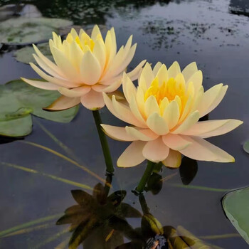 24款高中低檔水生花卉東分檔排行 從入門(mén)到專(zhuān)業(yè)，打造靈動(dòng)水景