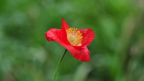 植物園歸來(lái) 一程花語(yǔ)，滿(mǎn)心芬芳