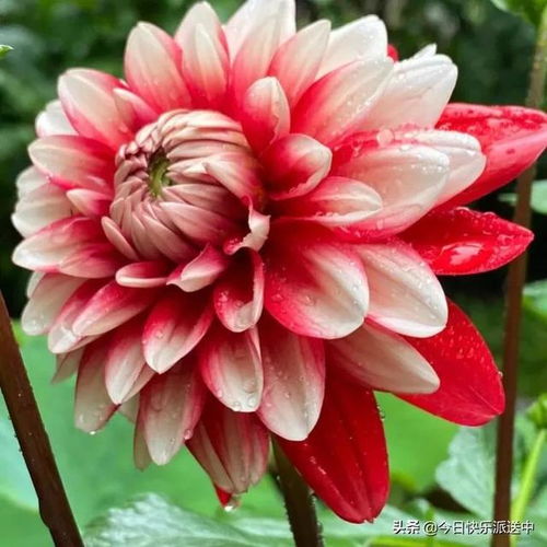 精品大麗花 花開(kāi)雙色，爭(zhēng)奇斗艷的視覺(jué)盛宴